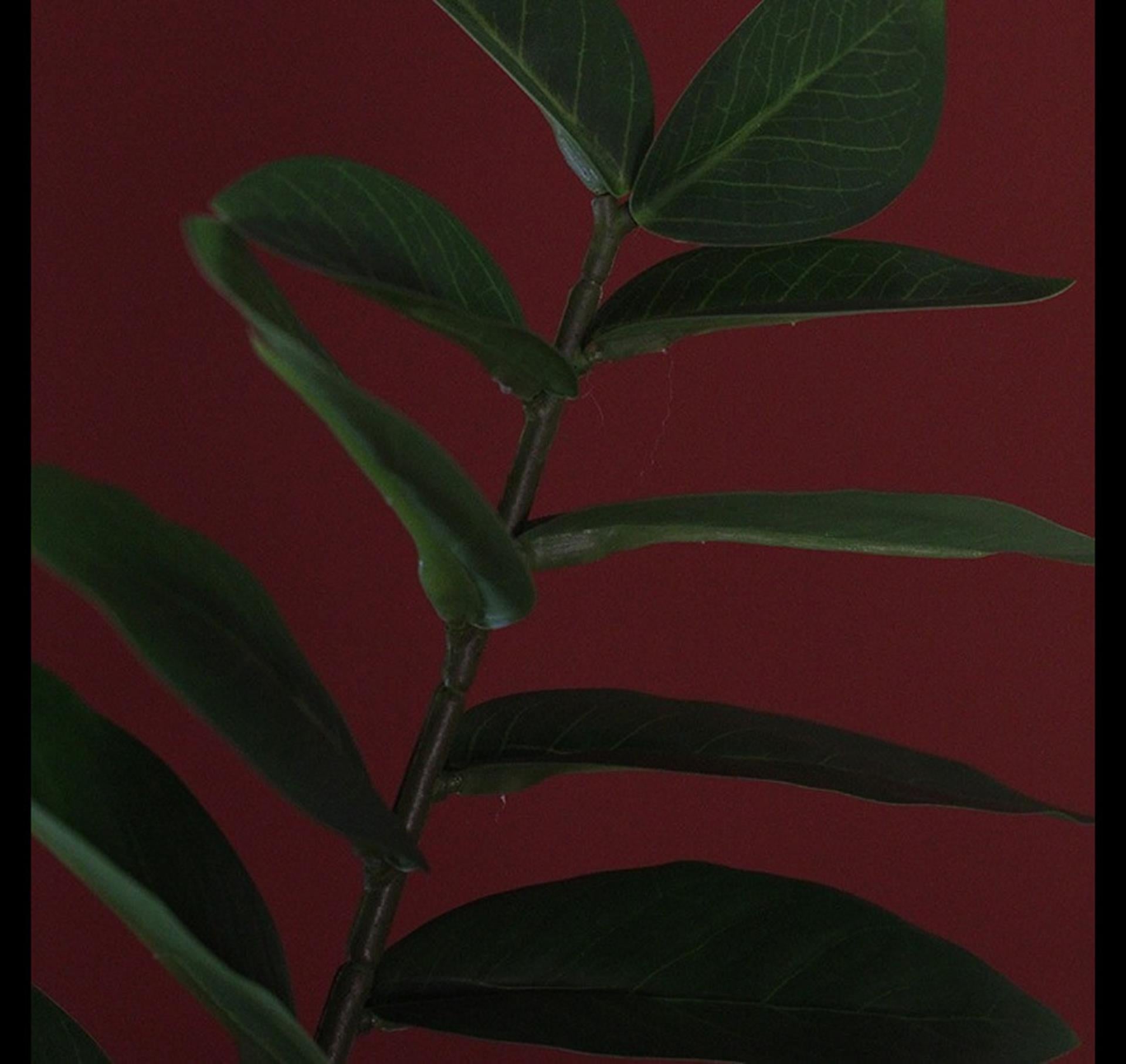 Plante artificielle Countryfield verte 48x44x65cm