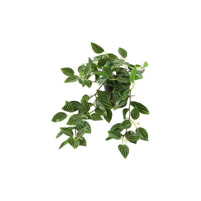 Bouchon de plante artificielle Countryfield suspendu peperomia vert