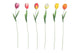 Bouchon de jardin Countryfield tulipa h60cm
