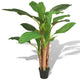 Vidaxl Art Banana Tree Plants avec pot de 175 cm vert