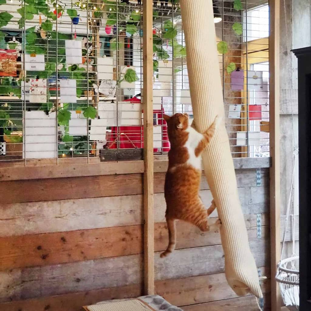 Quapas! Quapas! Sac d'escalade pour chats 180 cm sisal