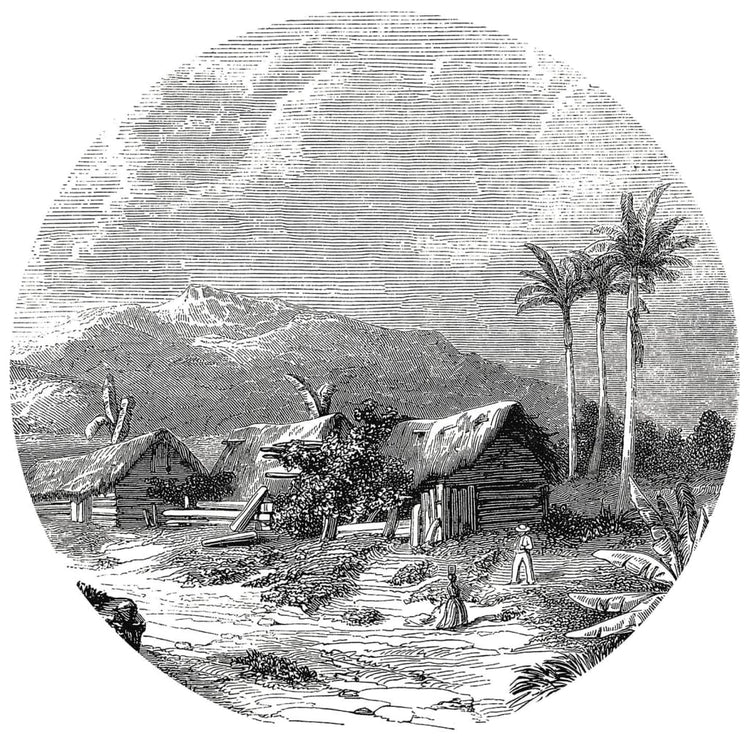 Wallart Wallart Wallow Circle Landage de Guadeloupe 190 cm