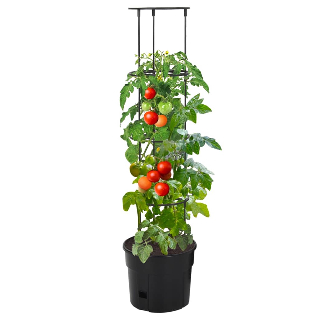 Vidaxl Tomato Breeding Jar Ø29.5x115 cm anthracite polypropen -colored
