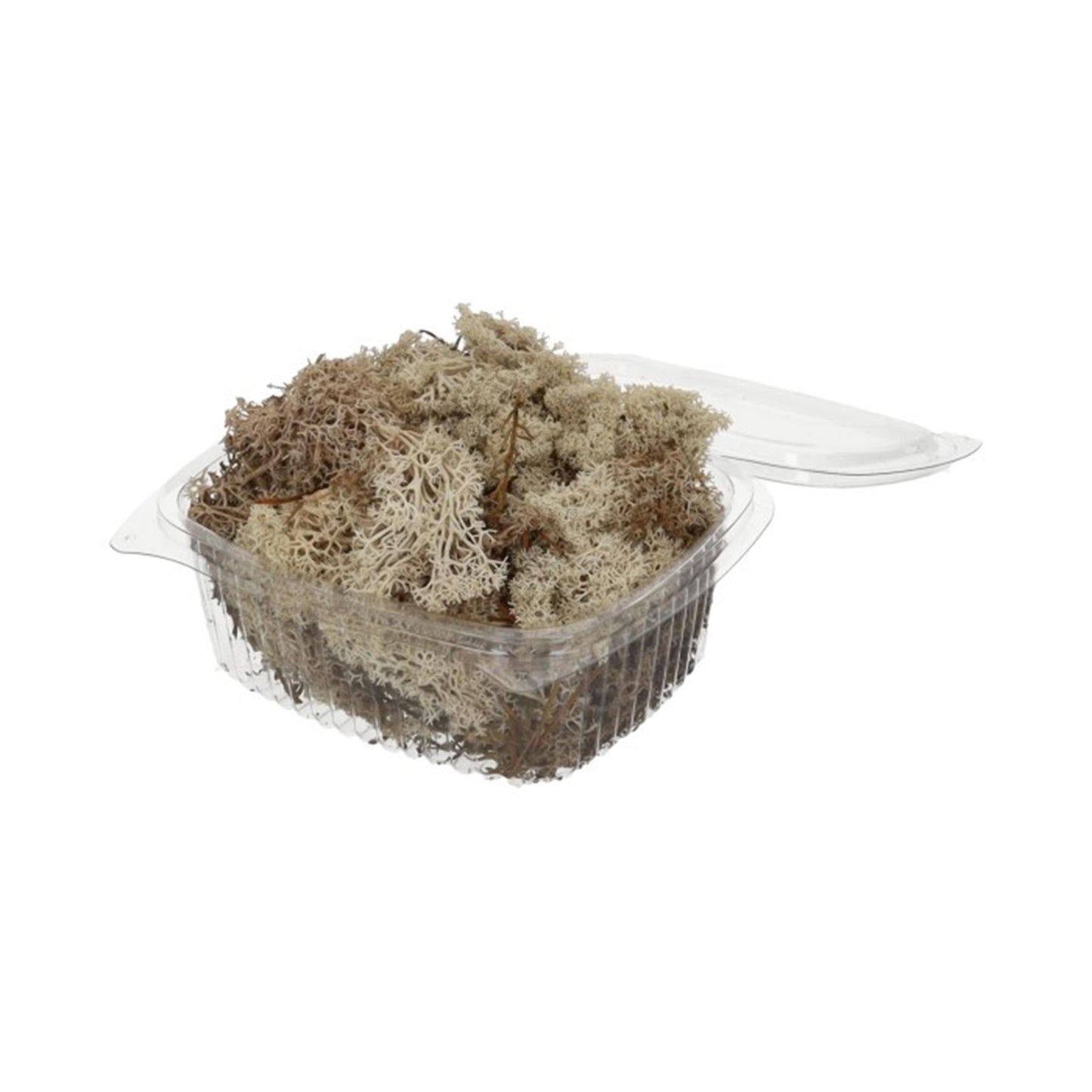 HBx mousse de renne naturelle vivante 50gr blanche