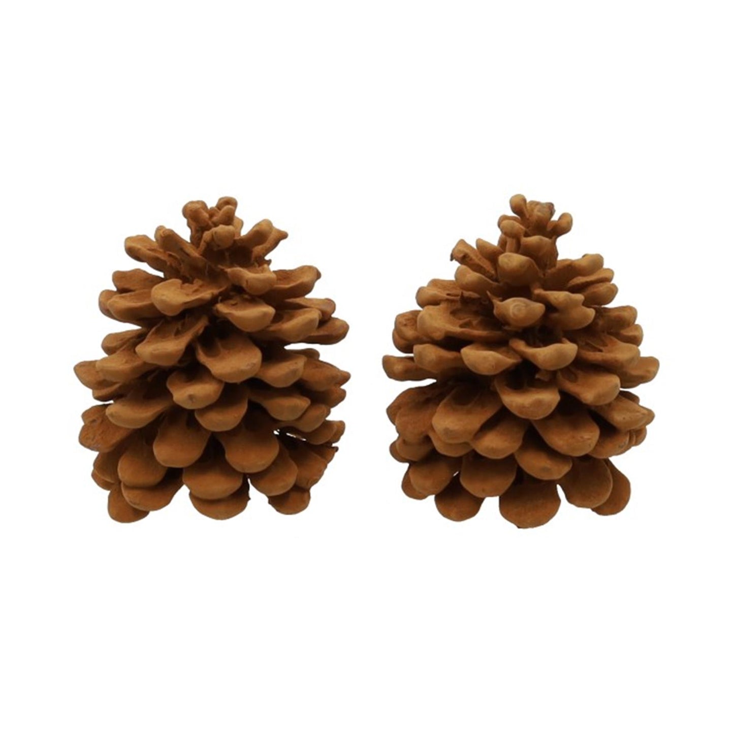 Hbx parfum naturel vivant pommes de pin pinus pinea cannelle