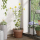 Vidaxl Plant Stakes 20 st 40 cm en acier vert foncé