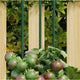 Vidaxl Plant Stakes 30 st 180 cm en acier vert