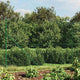 Vidaxl Clôture grillagée 2x10 m vert
