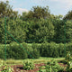 Vidaxl Gaashek avec des ancres moulues 1,6x10 m vert