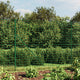 Vidaxl Fet Fet avec ancres de terre 1,6x10 m vert