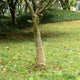 Vidaxl Jute Roll 200 g m² 0,25 x 5 m 100% jute
