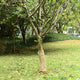 Rouleau de jute VidaXL 200 g m² 0,5x10 m 100% jute