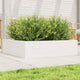 Boîte de planification Vidaxl 90x90x23 cm Pine solide blanc