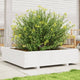 Vidaxl planteur 100x100x26,5 cm de pin solide blanc