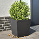 Jardinières vidaxl 2 ST 40x40x40 cm en acier noir