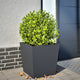 Boîte de planification Vidaxl 50x50x50 cm anthracite en acier -colore