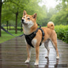 Harnais de chien vidaxl avec ceinture et collier réglable m bleu