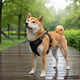 Harnais de chien vidaxl avec ceinture et collier réglable l noir