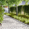 Vidaxxl bordure de jardin 50 pcs argent 100 x 0,05 x 20 cm acier inoxydable