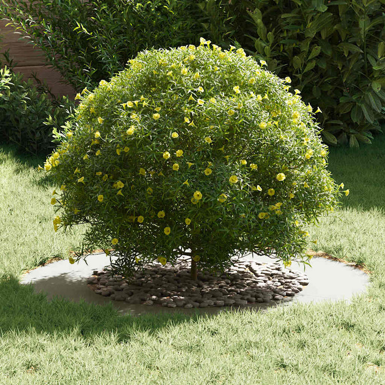 VidaXL adapté aux cernes d'arbre plats 5 pcs blanc ø50 80 cm acier