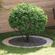 VidaXL adapté aux cernes d'arbre plats 5 pcs argent ø90 120 cm