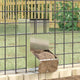 Vidaxl nourriture pour lapin argent 12,5 x 26 x 28,5 cm acier galvanisé