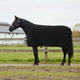 Vidaxxl couverture cheval noir polyester