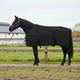 Vidaxxl couverture cheval noir polyester