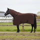 VidaXL couverture pour cheval entièrement en polyester marron foncé