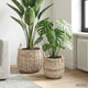 Vidaxl panier à plantes avec rangement 2 pcs osier lacak gris