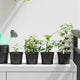 Vidaxx pot de fleur 50 pcs noir ø 15 x 12,5 cm en plastique