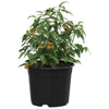 Vidaxx pot de fleur 200 pcs noir ø 15 x 12,5 cm plastique