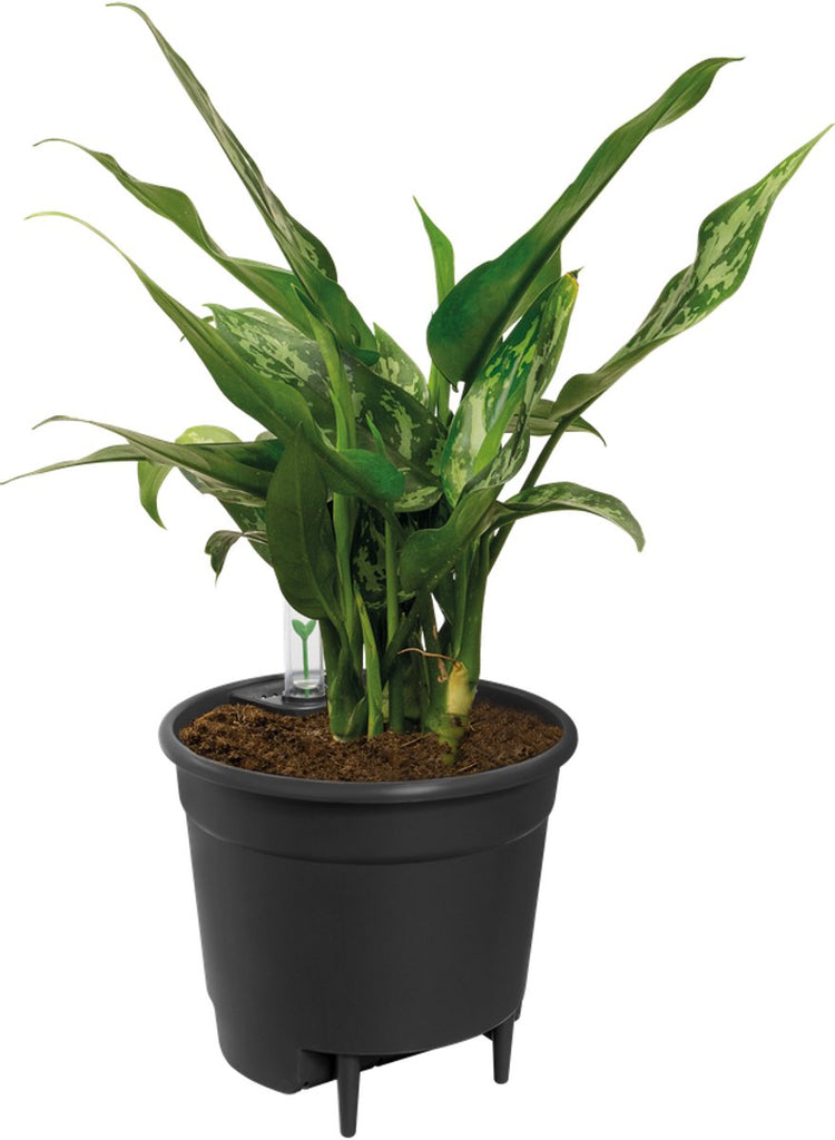 Elho insert auto-arrosant 17 - pot intérieur avec compteur d'eau - ø 17,0 x h 15,8 cm - noir vivant
