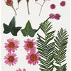 Fleurs séchées et feuilles rouge claire, 19dlg.