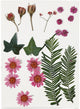 Fleurs séchées et feuilles rouge claire, 19dlg.