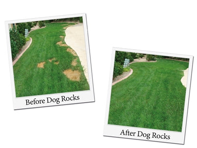 Rocks de chien Rocks de chien