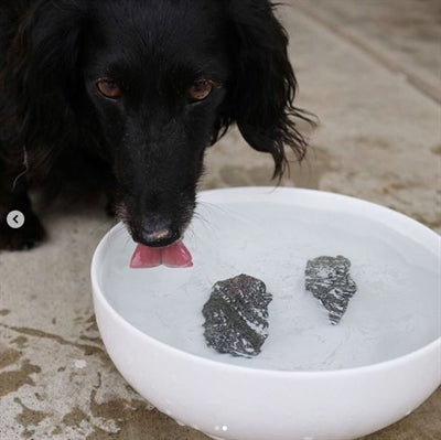 Rocks de chien Rocks de chien