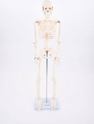 Tickit® tickit squelette éducatif modèle à demi-échelle jouet anatomie.