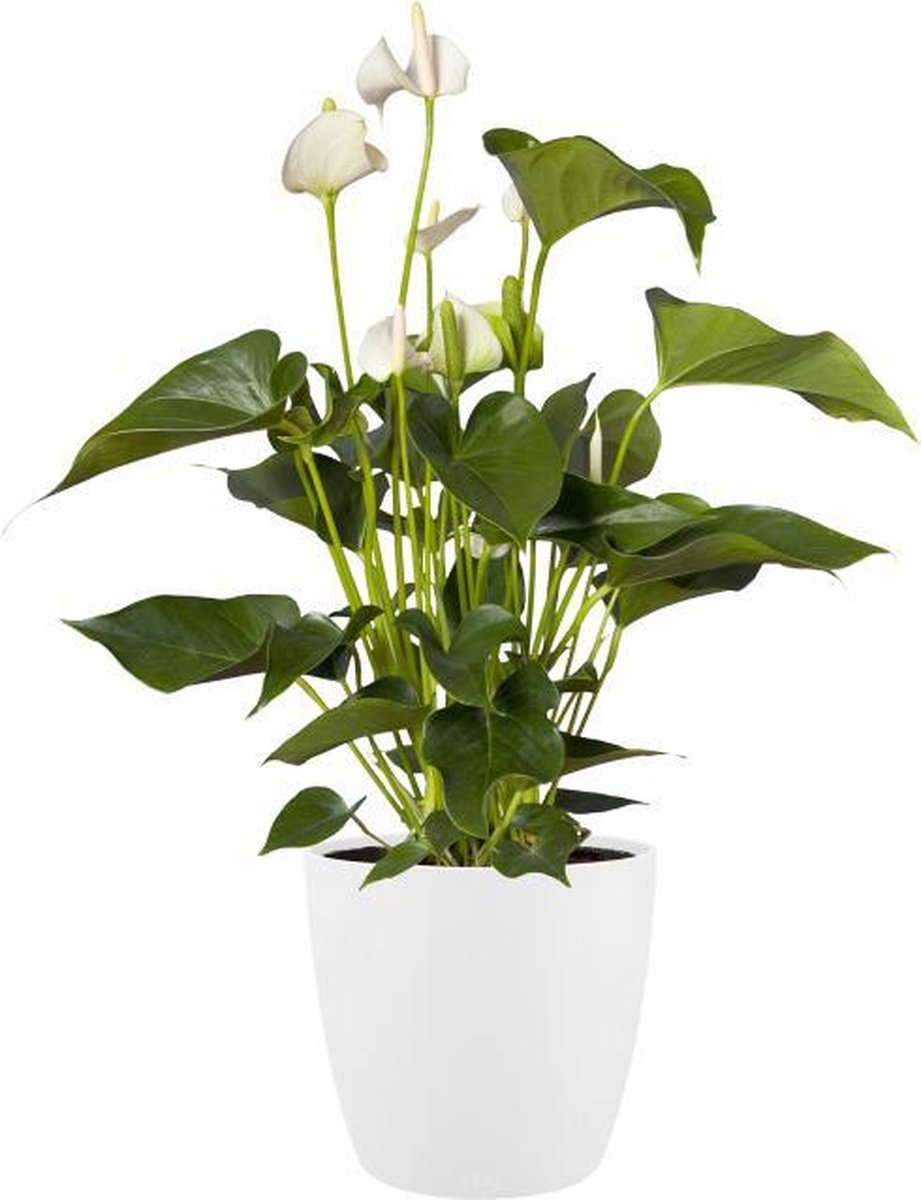 Elho brussels roues rondes 47 - grand pot de fleurs pour l'intérieur - 100% plastique recyclé - ø 46,5 x h 43,5 cm - blanc