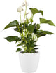 Elho brussels roues rondes 47 - grand pot de fleurs pour l'intérieur - 100% plastique recyclé - ø 46,5 x h 43,5 cm - blanc