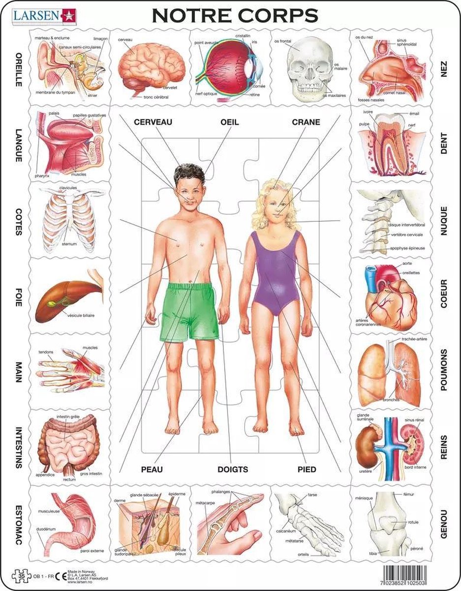 Larsen le corps humain – puzzle – corps humain – anatomie – puzzle éducatif pour enfants – 35 pièces – fabriqué en norvège – pièces extra épaisses de 2.5 mm – plateau avec plaque fixe