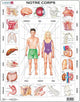 Larsen le corps humain – puzzle – corps humain – anatomie – puzzle éducatif pour enfants – 35 pièces – fabriqué en norvège – pièces extra épaisses de 2.5 mm – plateau avec plaque fixe