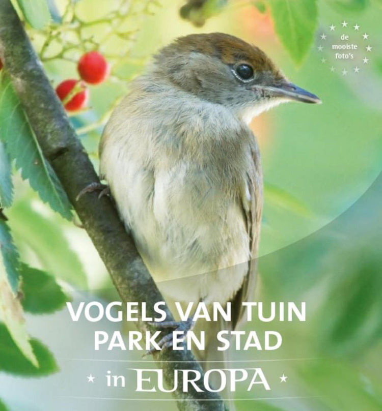 Oiseaux de jardin, parc et ville en Europe