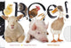 Look and feel livre : bouh ! 1+