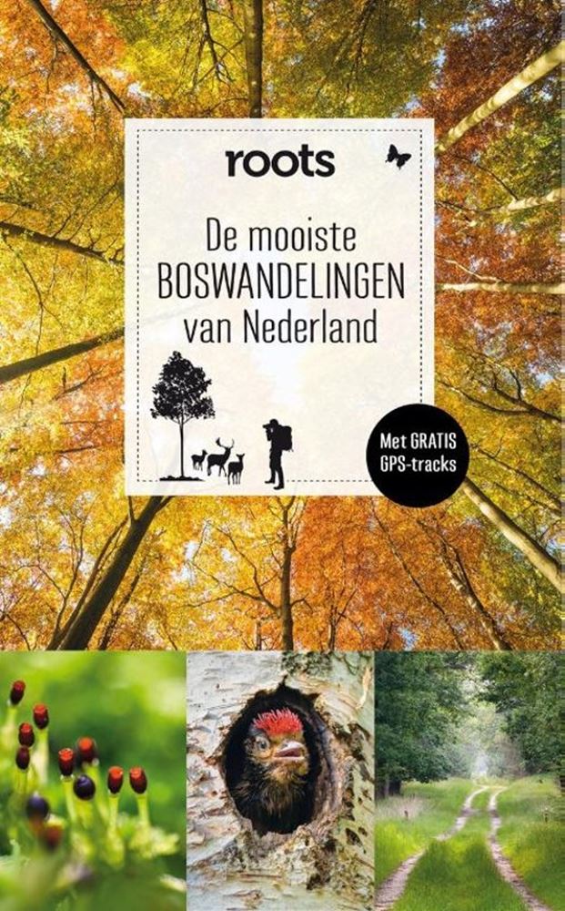 Les plus belles promenades en forêt des Pays-Bas