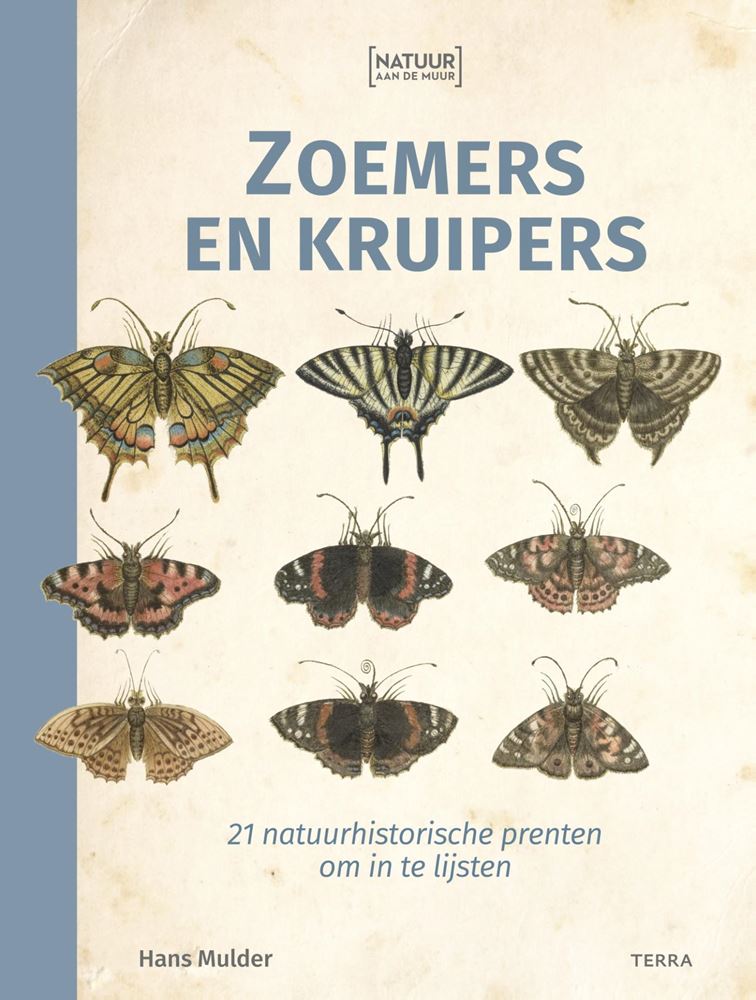 La nature sur le mur, les buzzers et les chenilles.