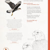 Oiseaux de proie 9+