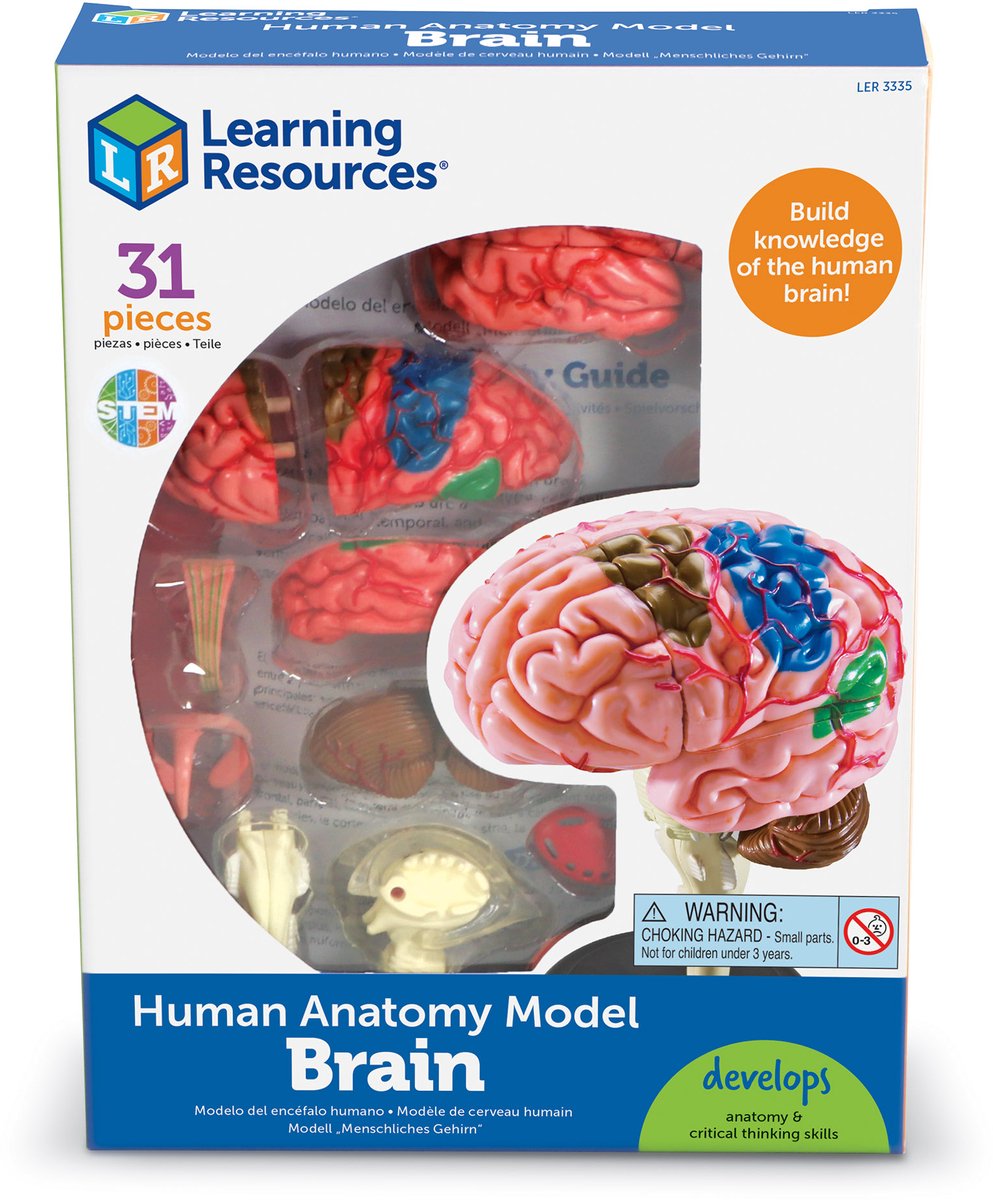 Modèle d'anatomie des ressources d'apprentissage - cerveau - 3+