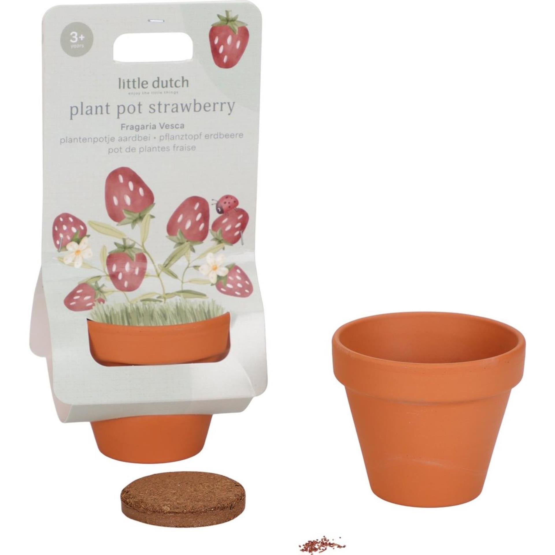 Petit pot de fraisier hollandais