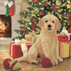 Diamant Painting Christmas Puppy APOS; S Premier Noël